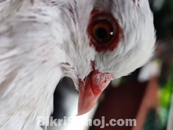 White Bombai (Male)